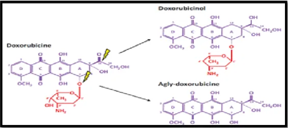 Figure 10 : Principaux métabolites de la doxorubicine (Merlet, 2011). 