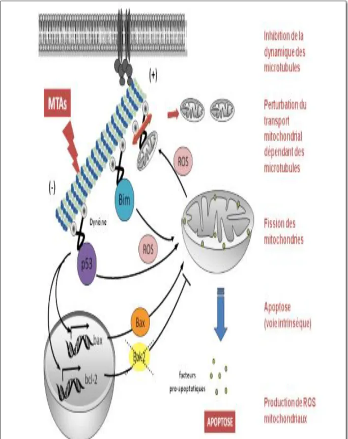 Figure 11 : Impact des protéines de la famille Bcl-2 dans le mode d’action des  agents anti-microtubules (Khawaja et al., 2008)