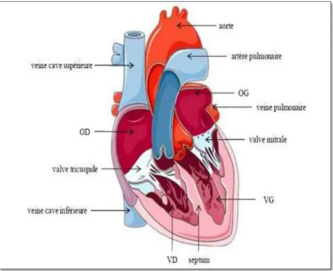 Figure 12 : Représentation schématique de l’anatomie du cœur. OG : oreillette  gauche, VG : ventricule gauche, OD : oreillette droite, VD : ventricule droite (Paradis 