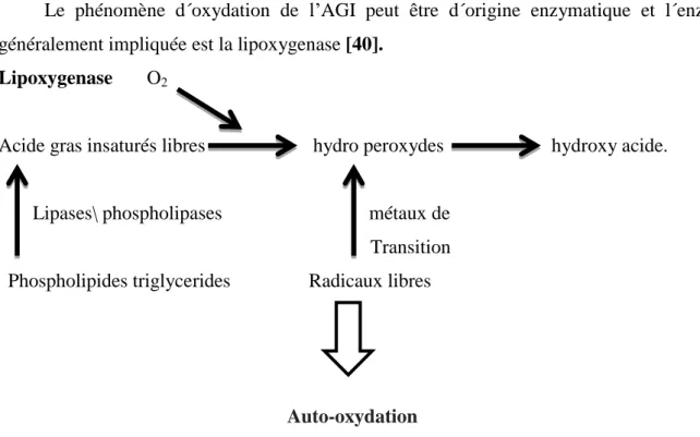 Figure 8 : Mécanisme d´initiation de la peroxydation des lipides par l´activité    lipoxygenasique [43]