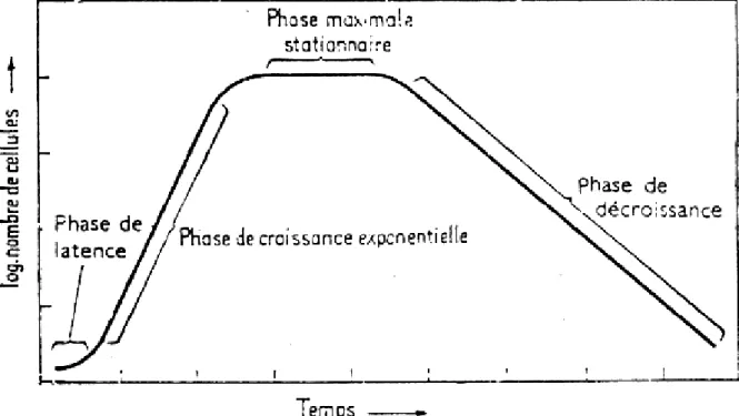 Fig. 3 : Croissance bactérienne en milieu liquide (Nauciel et Vildé, 2005). 