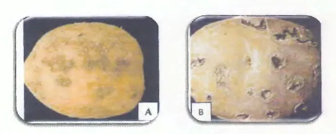 Figure 04 : Symptomes de gale  poudreuse sur les tubercules de la pomme de terre.  A : formation  des lesions gonflees (rendes pale), B  : depressions liegeuses entourees par de la peau dechiree 