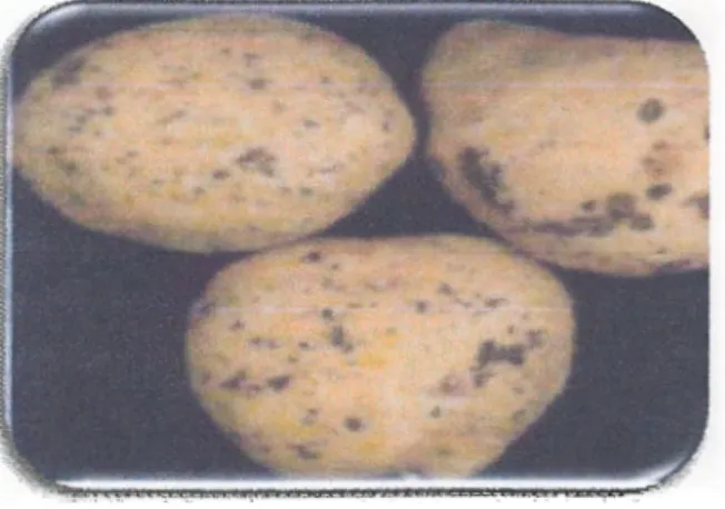 Figure 05:  Symptomes de  Rhizoctonia Solani  sur le tubercule  de pomme de terre (Hooker,  1990)