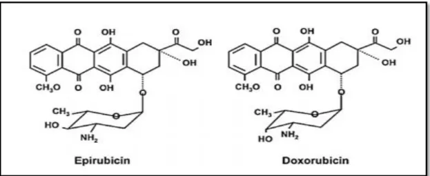 Figure 1. L’épirubicine est un 4’-épimère de la doxorubicine(Khasraw et al., 2012). 