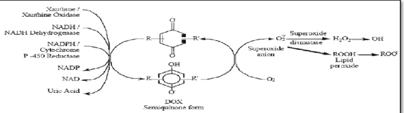 Figure 3.Différentes voies enzymatiques menant à la formation des radicaux libres à partir de la  doxorubicine(Iarussi et al., 2001).