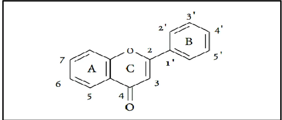 Figure 12. Structures de l’enchaînement benzo-γ-pyronedes   flavonoides(Ghedira, 2005)