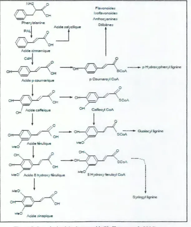 Figure 8: La voie de phénylpropanoide(Hoffinann et al. , 2004) 