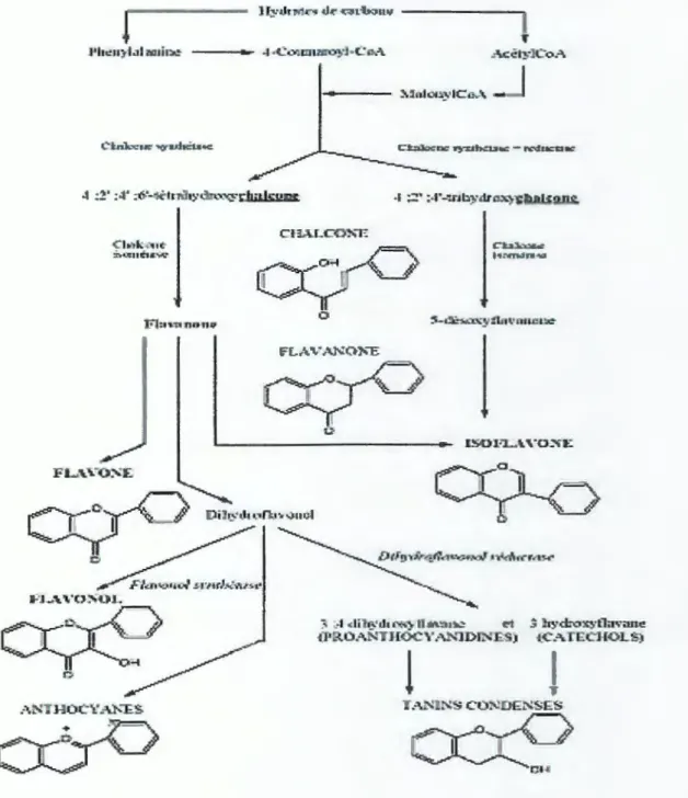 Figure 9 : voie de biosynthèse des flavonoïdes  (Rernesy 1996) 
