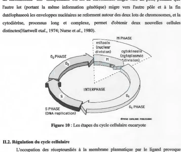 Figure 10: Les étapes du cycle cellulaire eucaryote 