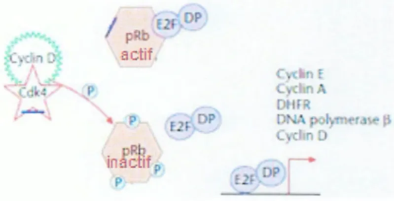 Figure 12 : Activation et inactivation de la protéine Rb(Malcolm, 2001 ). 