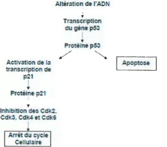 Figure 13: Action de la P53  dans l'arrêt du cycle cellulaire(Vassilakos, 1992; Miller  eta/., 2000)