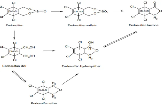 Figure 01: La voie métabolique proposée pour l’endosulfan (ATSDR, 2015). 