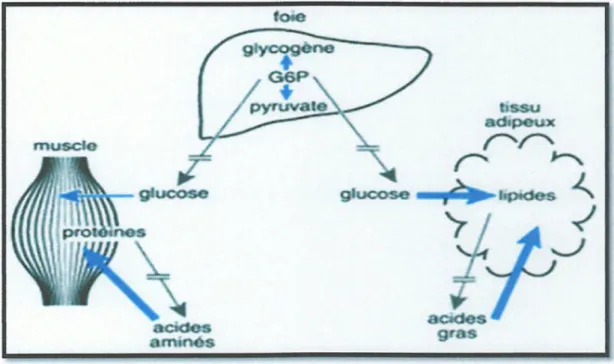 Figure  8: Effet métabolique majeur de  l'insuline (Guenard, 2001) . 