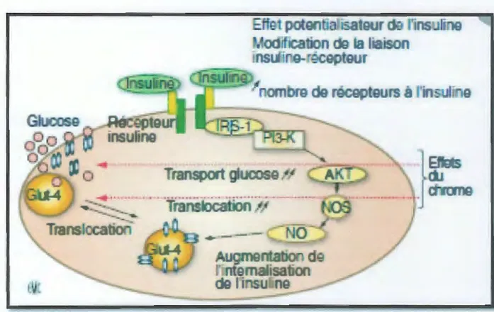Figure  9 : Mécanisme d'action du chrome dans la signalisation de l'insuline (Roussel, Hininger- Hininger-Favier, 2009)