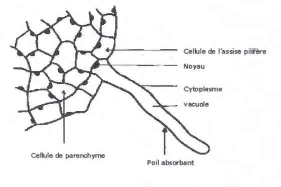 Figure n°2:  Poil absorbant (Anonyme, sd) 