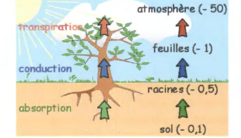 Figure  n°5:  La  plante  et  son  environnement  hydrique.  L'eau  absorbée  dans  le  sol  par  les  racines  est  conduite  dans  toutes  les  parties  de  la  plante