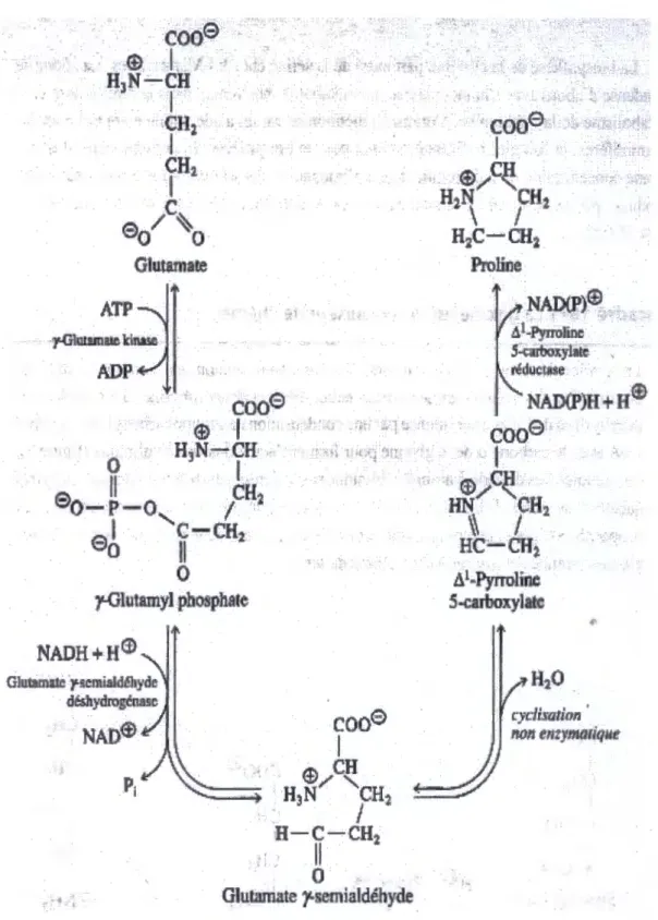 Figure n°11  :  Voie de Synthèse de la proline  à  partir du glutamate 