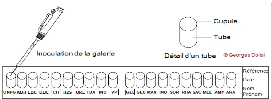 Figure 6. La galerie biochimique API 20E. 