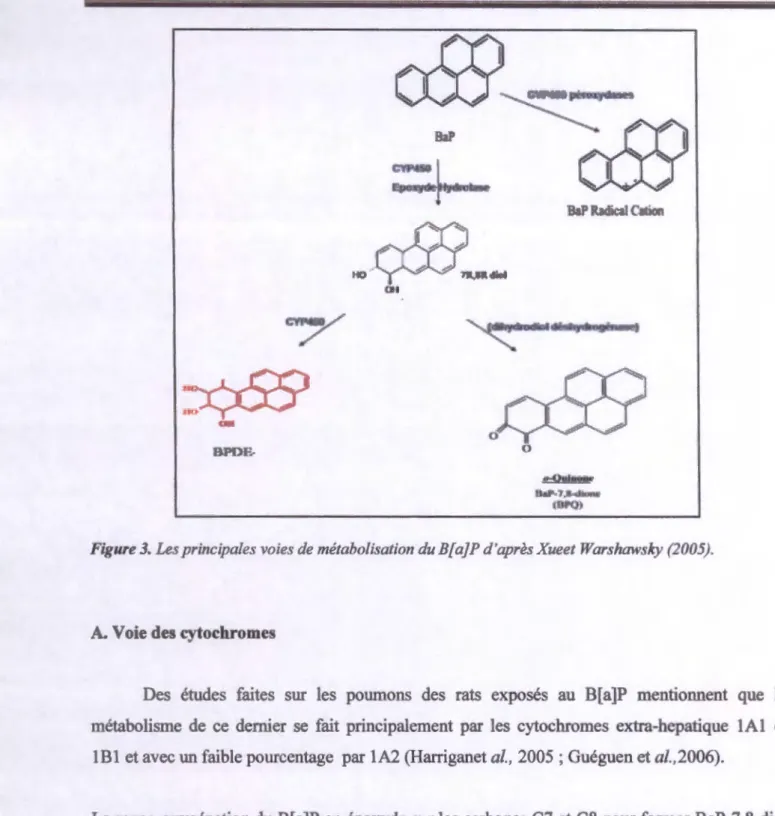 Figure 3. Les principales voies de métabolisation du B[a]P d'après Xueet Warshawsky (2005)