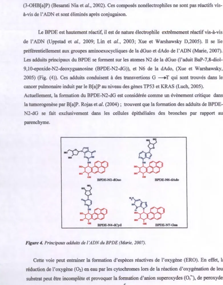 Figure 4.  Principaux adduits de !'ADN du BPDE (Marie,  2007). 