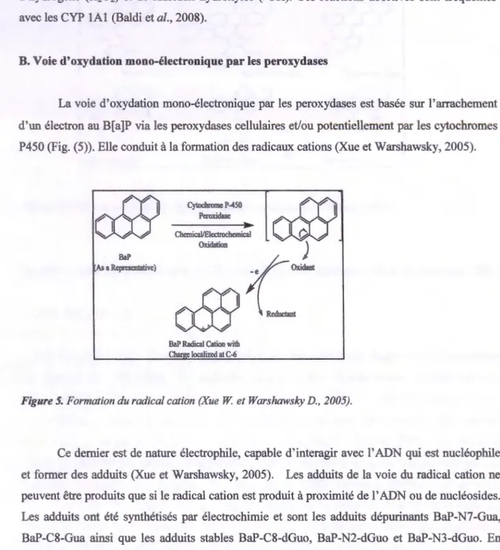 Figure 5.  Formation du radical cation (Xue  W  et Warshawsky D.,  2005). 