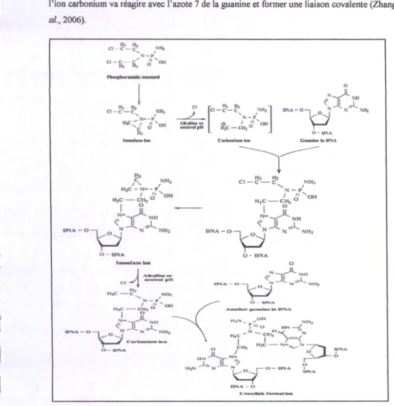Figure 12  Mécanisme d 'action de cyclophosphamide (Zhang et al. , 2006 ). 