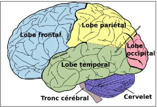 Figure 2: les lobes et les structures de surface du cerveau (Standring, 2008). 