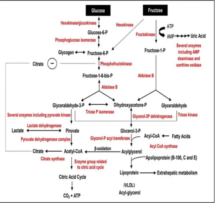 Figure 8: Métabolisme du fructose (Donas et a.,l 2015). 