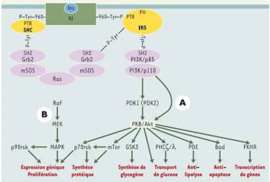 Figure 9: Principales voies de signalisation par l’insuline: voies PI3 kinase et MAP kinase 