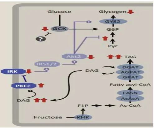Figure 10: L'exposition chronique au fructose entraînera une résistance à l'insuline hépatique                                                        (Herman et Samuel, 2016) 