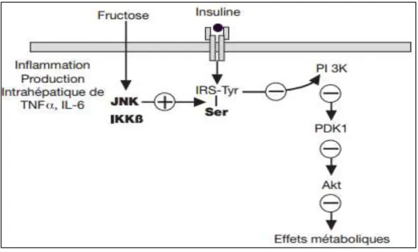 Figure 11: Mécanismes par lesquels la consommation excessive de fructose induit une  insulinorésistance hépatique (Girard, 2008) 