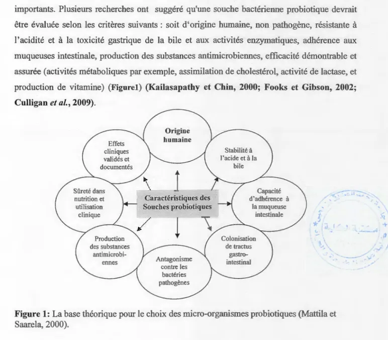 Figure  1:  La base théorique pour le choix des micro-organismes probiotiques (Mattila et  Saar.ela, 2000)