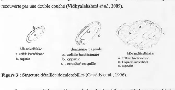 Figure 3  :  Structure détaillée de microbilles  (Cassidy et al.,  1996). 