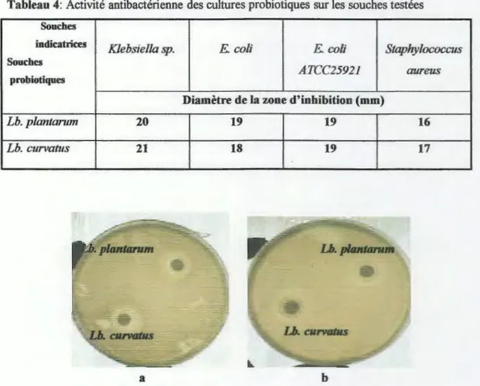 Tableau 4:  Activité antibactérienne  des cultures probiotiques sur les souches testées  Souches 