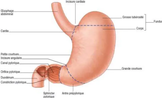 Figure 1 :Anatomie de l’estomac (Elsevier Masson, 2 édition, 2011). 