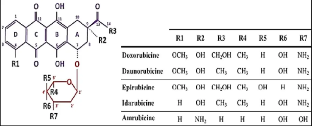 Figure 4 : Structure des anthracyclines (Mazevet, 2015). 