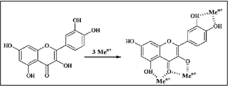 Figure 7 : Sites de liaison des ions métalliques sur les flavonoïdes (Gulcin, 2012). 