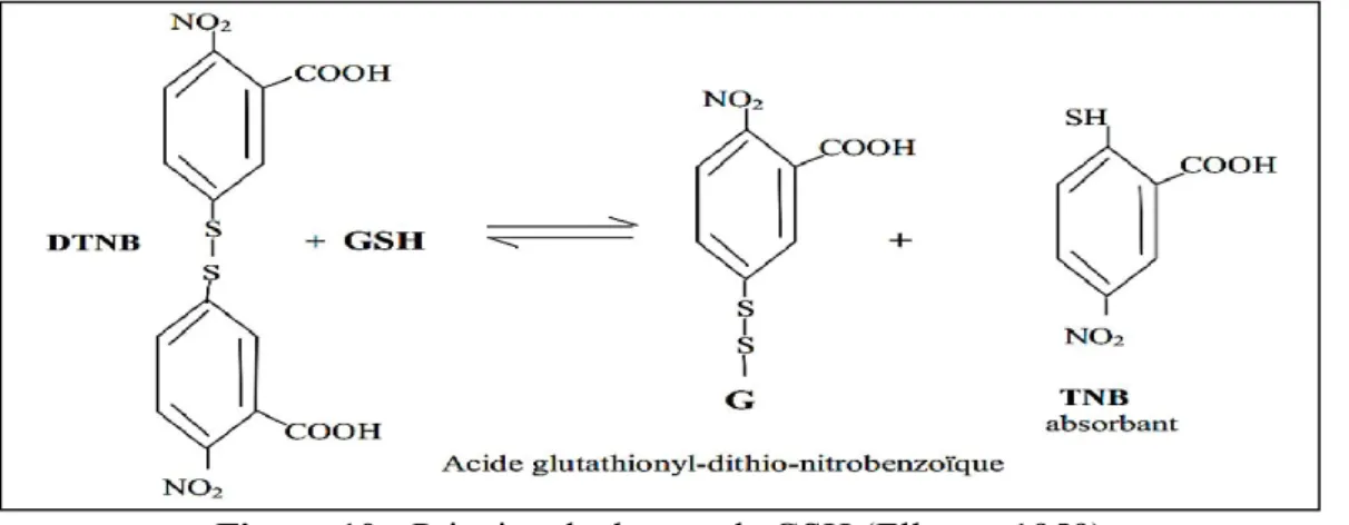 Figure 10 : Principe de dosage de GSH (Ellman, 1959) 