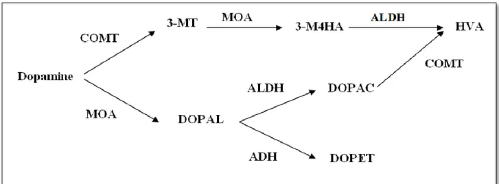 Figure 08: Dégradation de la dopamine, (Meiser et al., 2013). 