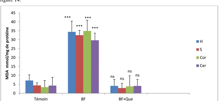Figure 14:  La variation du taux de MDA mitochondrial sous l’effet de la BF associée ou non à la  quercétine  dans  différentes  régions  du  cerveau.(H :  Hippocampe,  S :  Striatum,  Cor :  Cortex,  Cer :  Cervelet, Quer : Quercétine).