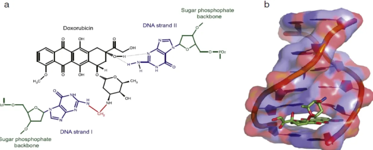 Figure 02:Structure du complexe doxorubicine-ADN. (a) La doxorubicine forme une liaison covalente (montrée en rouge) avec de la guanine sur un brin d'ADN médié par le formaldéhyde et