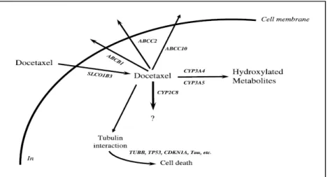Figure 05 :Le diagramme schématique du métabolisme du docétaxel et le transport.