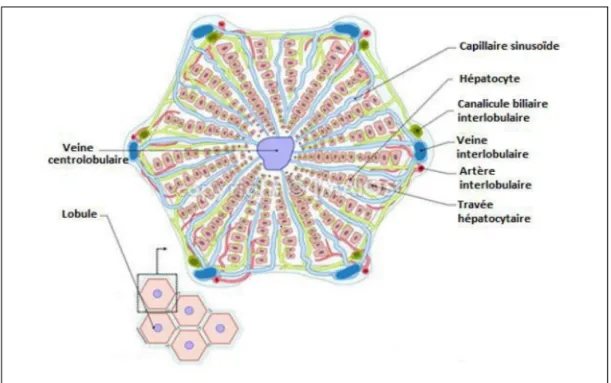 Figure 07 : Organisation structurale du lobule hépatique (Wallace et Meyer, 2010).