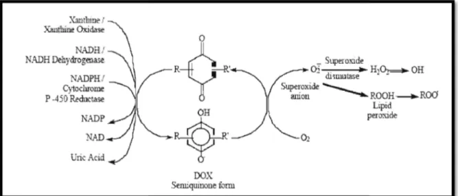 Figure 09 :Schéma des différentes voies enzymatiques menant à la formation des radicaux libres à partir de la doxorubicine(Minotti et al., 1999).