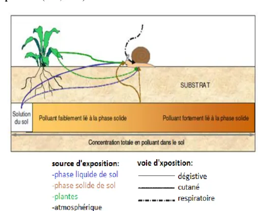 Figure 04: Contamination des escargots dans le milieu terrestre (De vaufleury et al., 2012)
