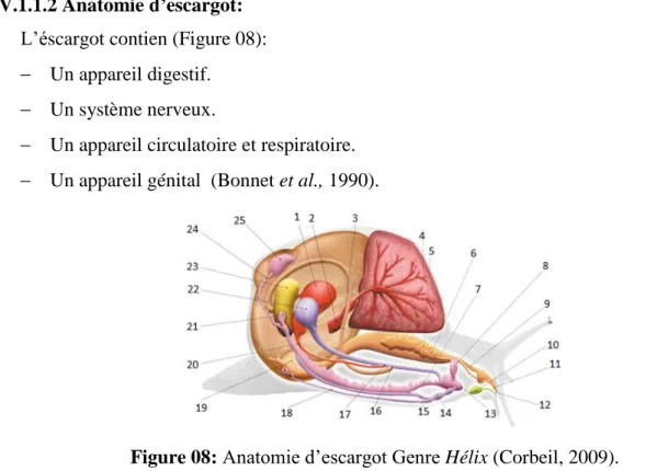 Figure 08: Anatomie d’escargot Genre Hélix (Corbeil, 2009). 