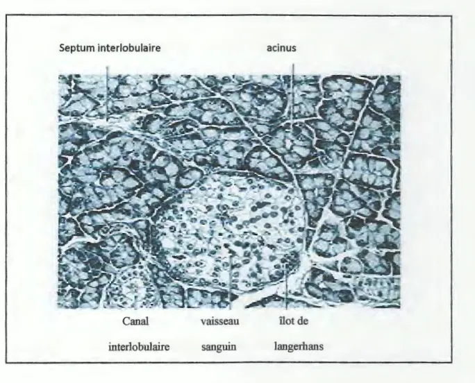 Figure 2: coupe schématique de pancréas, montrant l' architecture tissulaire (15). 