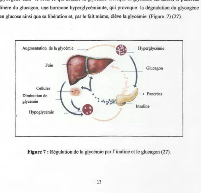 Figure 7 : Régulation de la glycémie par l'inuline et le glucagon (27). 