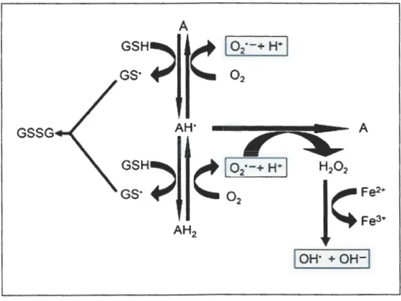Figure 10:  Réaction de cycle  redox entre l' alloxane et l' acide dialurique (55). 