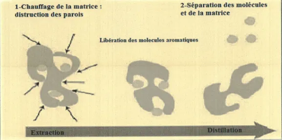 Figure  2.  Etapes  d'obtention  d'une  HE (Lucchesi'  2005).